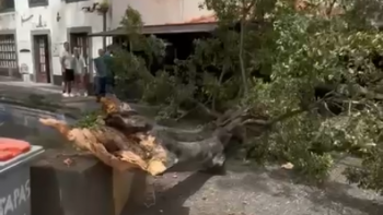 Imagem de Autarquia do Funchal monitoriza cerca de 12 mil arvores por ano (áudio)