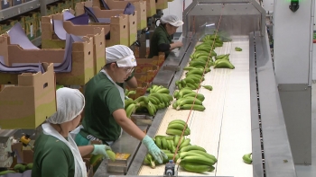 Imagem de Negócio da banana já rende 25 milhões de euros (vídeo)