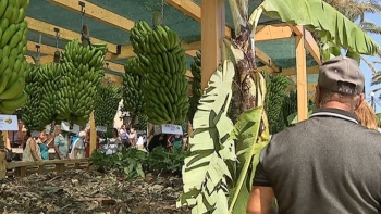 Imagem de Câmara da Ponta do Sol vai organizar a Mostra da Banana (vídeo)