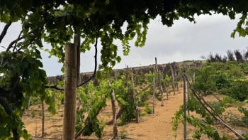 Imagem de Três hectares e meio de vinha produz vinho Barbusano (vídeo)