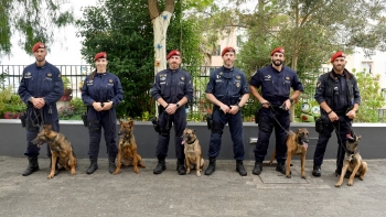 Imagem de PSP e GNR têm dezenas de cães treinados para busca e salvamento (áudio)
