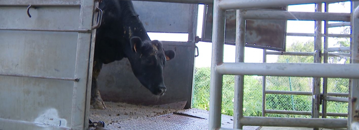 Imagem de Diferendo ameaça fornecimento de carne na Madeira (vídeo)