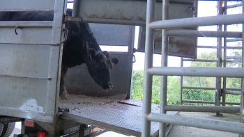 Imagem de Diferendo ameaça fornecimento de carne na Madeira (vídeo)