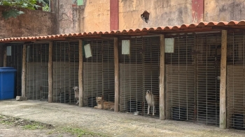Imagem de Câmara vai encerrar o centro de recolha de animais (vídeo)