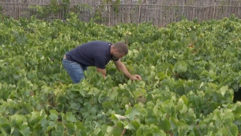Imagem de Mais e melhores uvas no Porto Santo (vídeo)