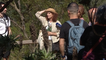 Imagem de O uso tradicional das plantas da Madeira (vídeo)