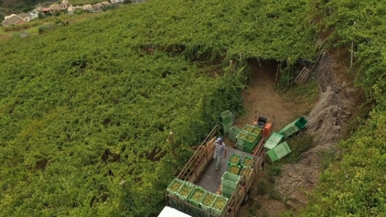 Imagem de Menos viticultores e latadas com vinha (vídeo)