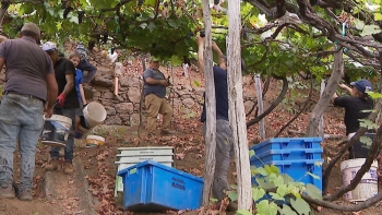 Imagem de Frio e chuva atrasaram vindima na Madeira (vídeo)
