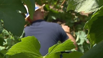 Imagem de IVBAM pede aos viticultores para não apanharem já as uvas (vídeo)