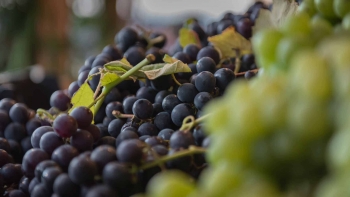 Imagem de Produção de uvas para o Vinho Madeira vai sofrer uma quebra (áudio)