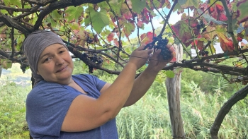 Imagem de Cerca de 600 toneladas de uvas já foram colhidas para a vindima (áudio)
