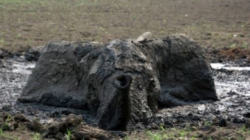 Imagem de Elefante preso na lama há dois dias salvo por fiscais