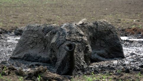 Imagem de Elefante preso na lama há dois dias salvo por fiscais