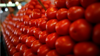 Imagem de Portugal foi o terceiro maior produtor de tomate da UE em 2024