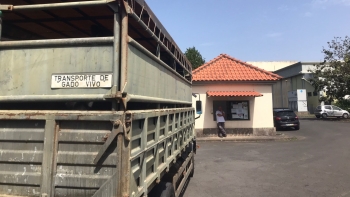 Imagem de Suspensos os serviços mínimos no Centro de Abate da Madeira (vídeo)