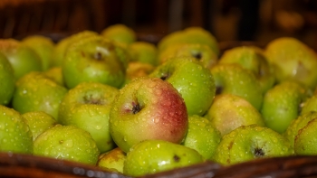 Imagem de Produtores de sidra pedem mais apoio (áudio)