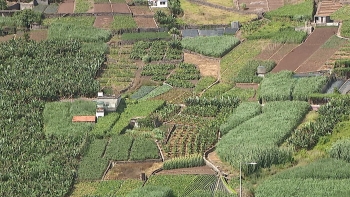 Imagem de Todos prometem mais apoios aos agricultores (vídeo)
