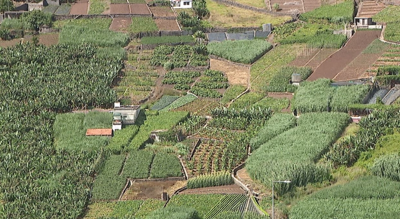 Imagem de Produção do ramo agrícola na Região foi de 157 milhões de euros e cresceu 3%
