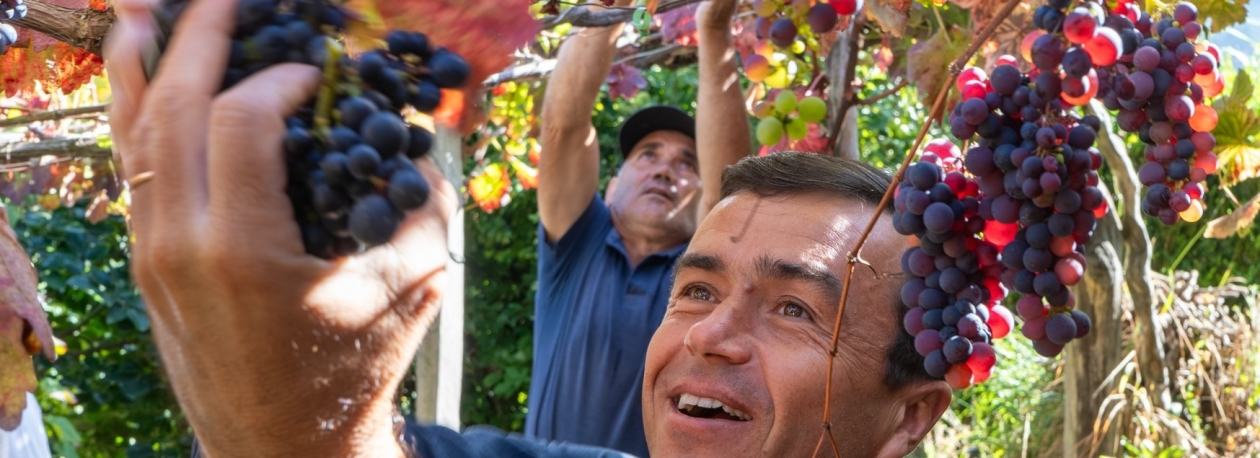 Imagem de Maciel confiante que as uvas terão maior qualidade (áudio)