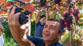Imagem de Maciel confiante que as uvas terão maior qualidade (áudio)