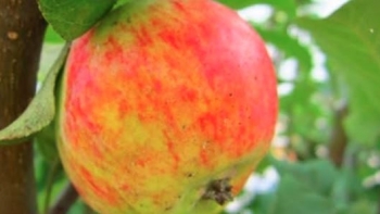 Imagem de Governo aposta no aumento da área cultivada com peros (áudio)