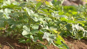Imagem de Dinamizar o setor agrícola é objetivo de todos os candidatos (vídeo)