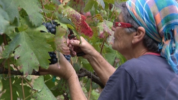 Imagem de Madeira tem dez pequenos produtores de vinho de mesa (vídeo)
