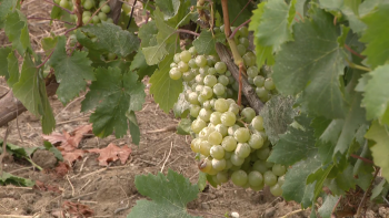Imagem de Candidatos à Câmara do Porto Santo prometem mais apoios para a agricultura (vídeo)