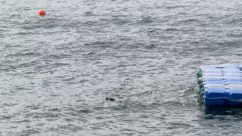 Imagem de Lobos marinhos interditam praia de Santa Cruz (vídeo)