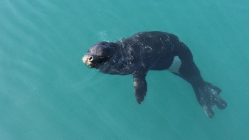 Imagem de Mais de 300 avistamentos de lobos marinhos nos últimos 15 anos (áudio)