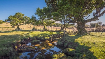 Imagem de Quercus contesta a “morte lenta do Fanal” (áudio)
