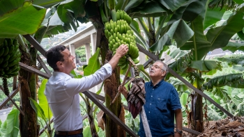 Imagem de 56 por cento da produção de banana da Madeira já está certificada (áudio)