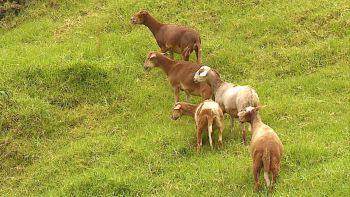 Imagem de Segurança na pecuária está salvaguardada (vídeo)