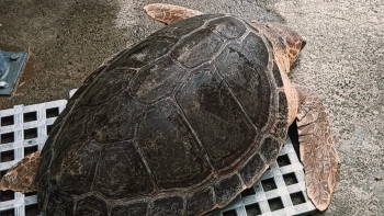 Imagem de Tartaruga alvo de uma investigação cientifica está desaparecida (áudio)