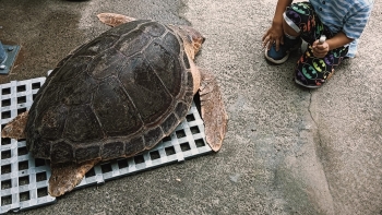 Imagem de Estação estuda comportamento de uma tartaruga (áudio)