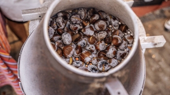 Imagem de Festa da Castanha no Curral das Freiras com mais de 500 figurantes (áudio)