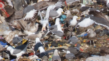 Imagem de Gripe das aves detetada na Madeira