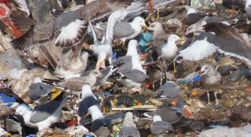 Imagem de Gripe das aves detetada na Madeira