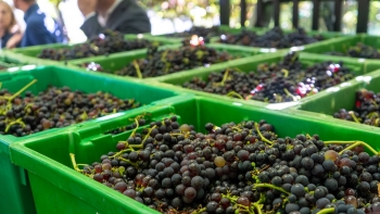 Imagem de Madeira fechou as vindimas com cerca de 2. 900 toneladas de uvas (vídeo)