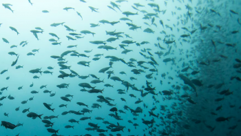 Imagem de Madeira vai ter responsabilidades na nova reserva marinha de Portugal