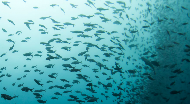 Imagem de Madeira vai ter responsabilidades na nova reserva marinha de Portugal