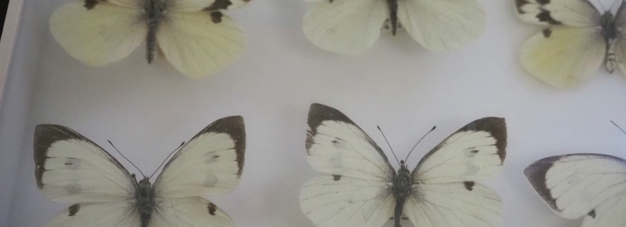 Imagem de Espécie de borboleta endémica da Madeira extinta (áudio)