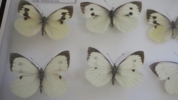 Imagem de Espécie de borboleta endémica da Madeira extinta (áudio)