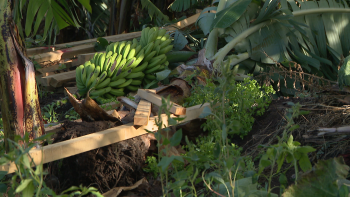 Imagem de Vento fez estragos nas produções de banana (vídeo)