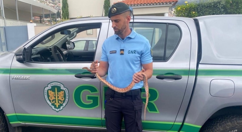 Imagem de Homem identificado em Santa Cruz por posse ilegal de réptil