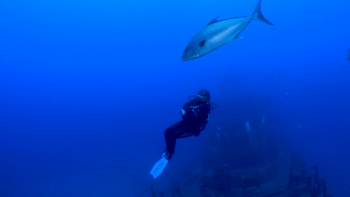 Imagem de Fotografias e vídeos subaquáticos no Porto Santo e Madeira (vídeo)