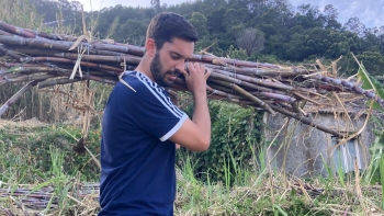 Imagem de Governo Regional já começou a pagar os apoios aos produtores de cana-de-açúcar (áudio)