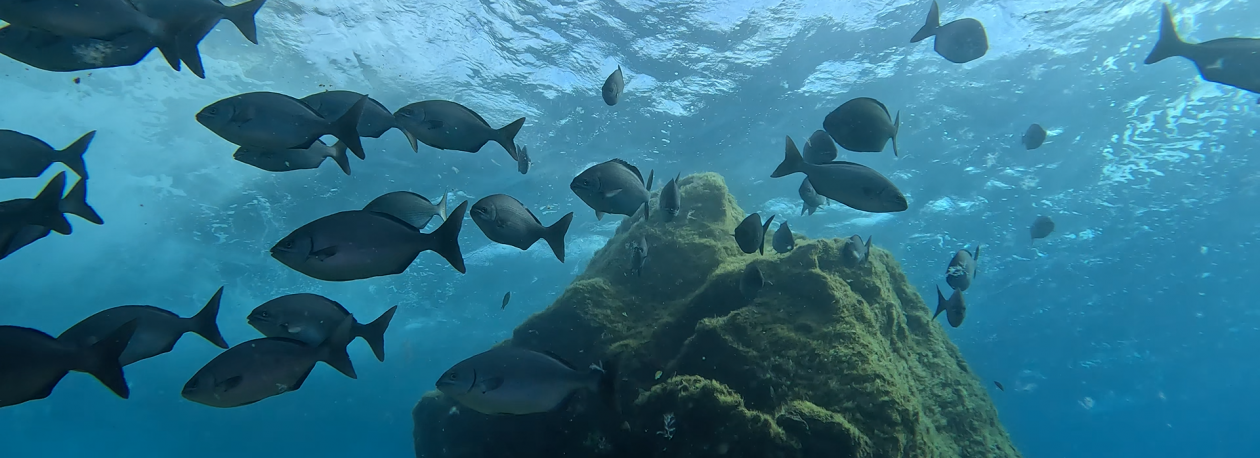 Imagem de Ara Oliveira destaca a importância dos montes submarinos (áudio)