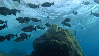 Imagem de Ara Oliveira destaca a importância dos montes submarinos (áudio)