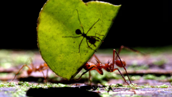 Imagem de Formigas têm ‘ângulos mortos’ ao transportar cargas tal como camionistas